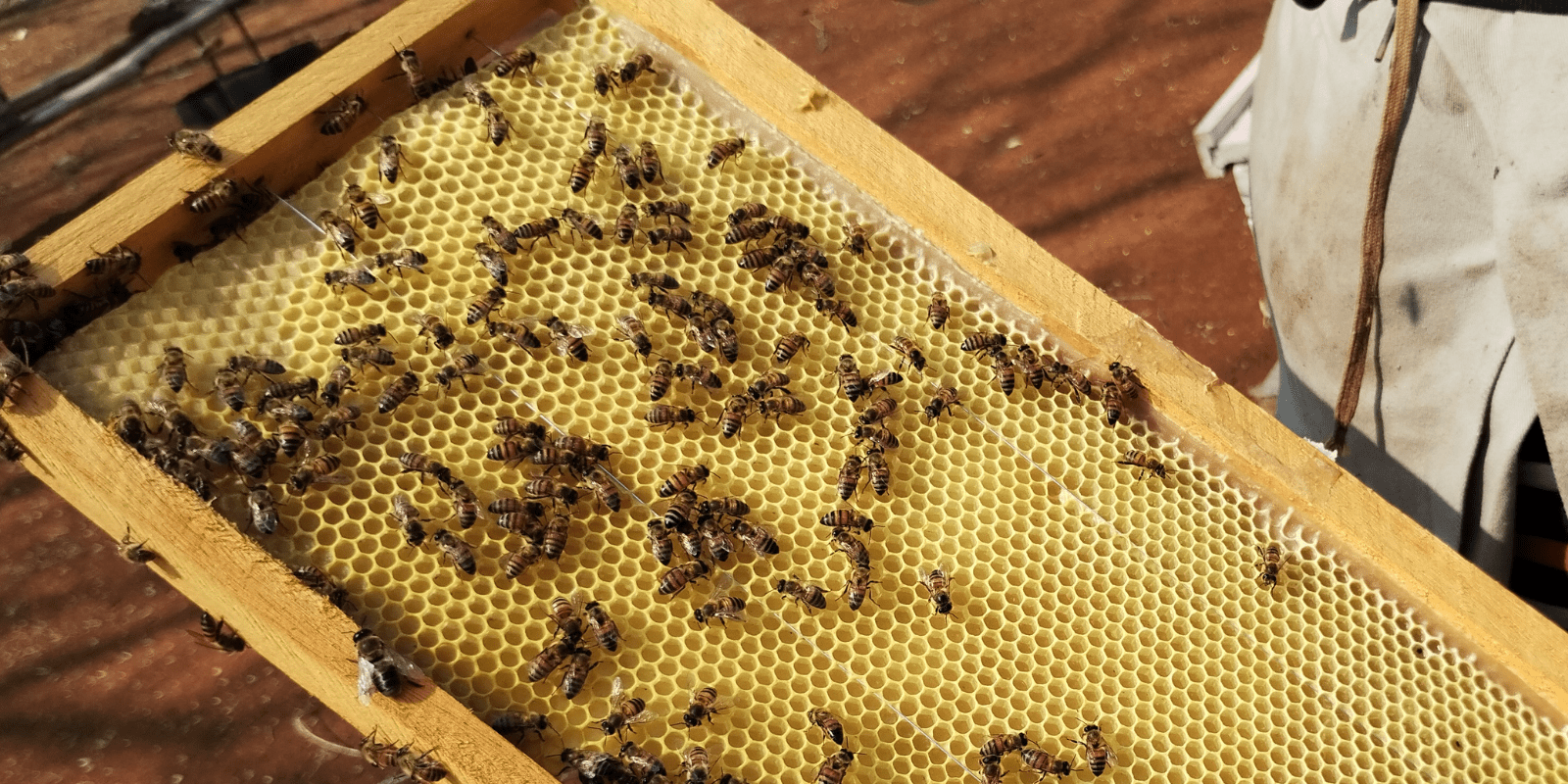Impactamos en la economía de los apicultores.